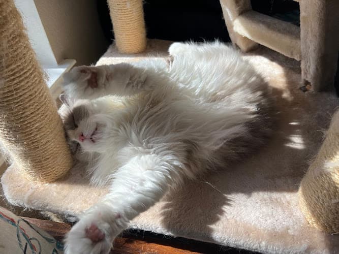 Massage by Nicole & Rex