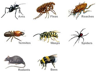 Accurate Termite & Pest Control