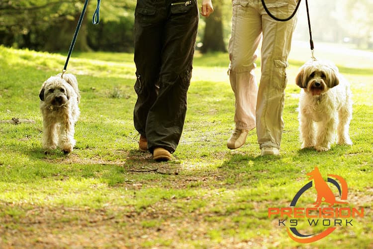 Precision K9 Work - Austin Dog Training