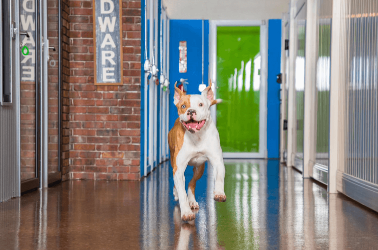 Hounds Town - Leander