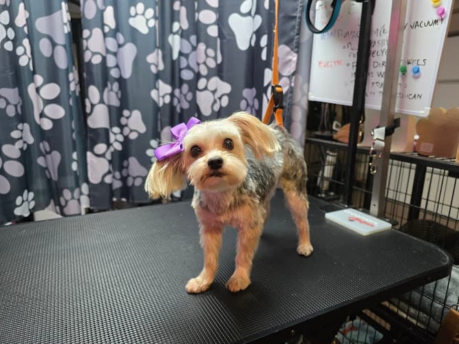 Pretty Paws Dog Grooming