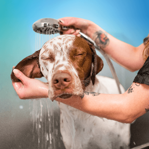 Pet Paradise Cedar Park